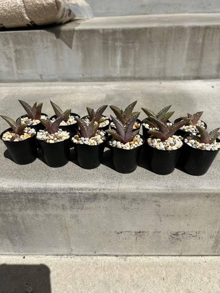 アガベ オテロイ 実生 12株セット Amazon.co.jp: アガベ オテロイ 12株セット 実生 3多肉植物 観葉